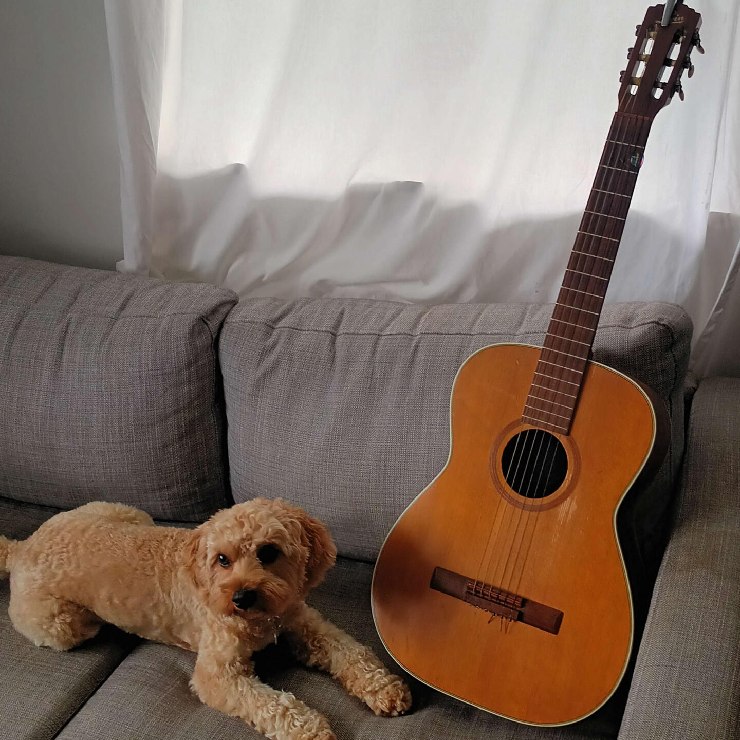 Jims Guitar Lessons Logo